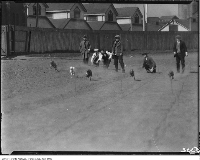 Whippet racing, start, five dogs. - April 18, 1925 - Vintage Animal Photographs