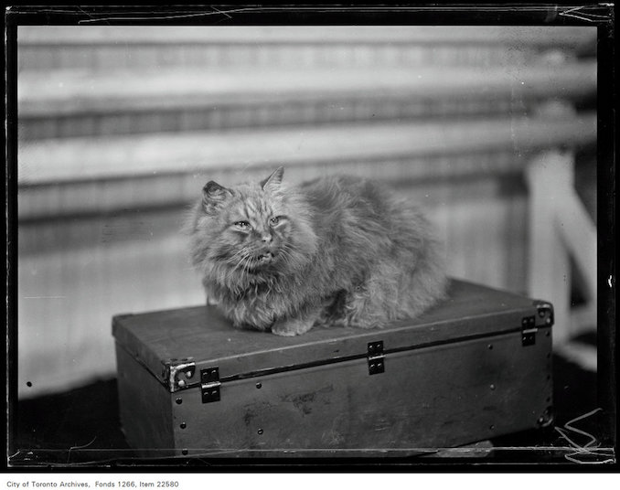 Winter Fair - November 20, 1930 - Vintage Animal Photographs