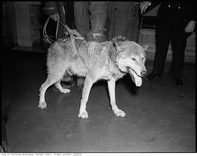 Wolf brought into government office by Joe La Flamme, "The Moose Man" - 194? - Vintage Animal Photographs