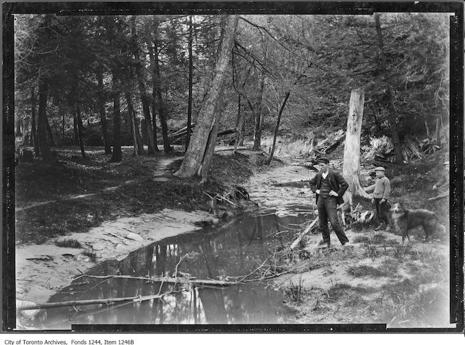 Wychwood ravine. - 1907 - Vintage Animal Photographs