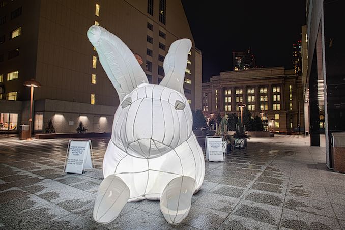 Giant Rabbits in Toronto