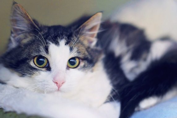 Adopt Gucci the Cat from North Toronto Cat Rescue