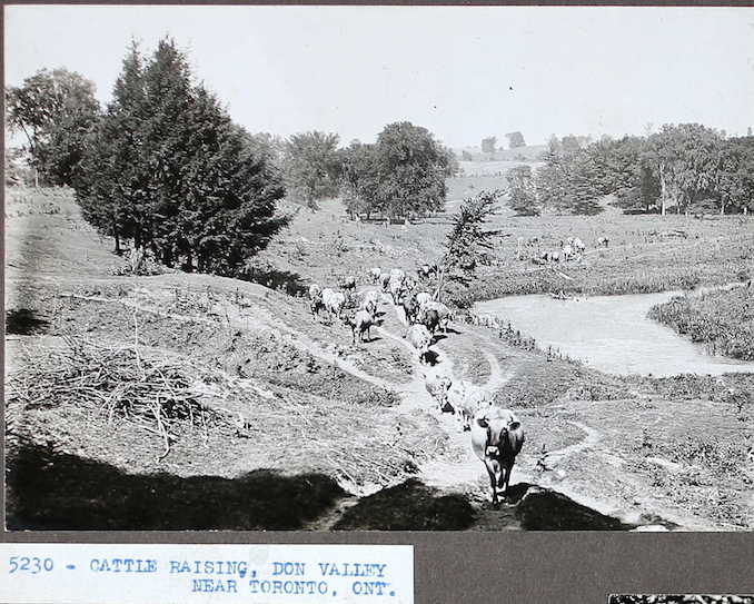 Cattle raising, Don Valley near Toronto, Ont. 