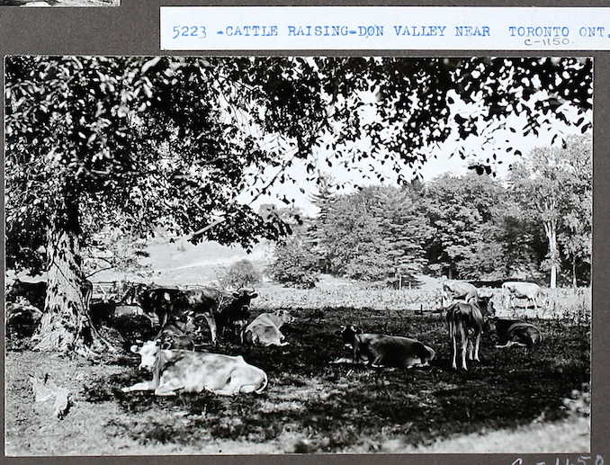 Cattle raising, Don Valley near Toronto, Ont.