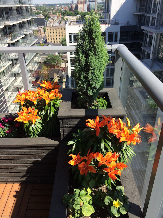 My planter with Asiatic Lilies and Pencil Point Juniper