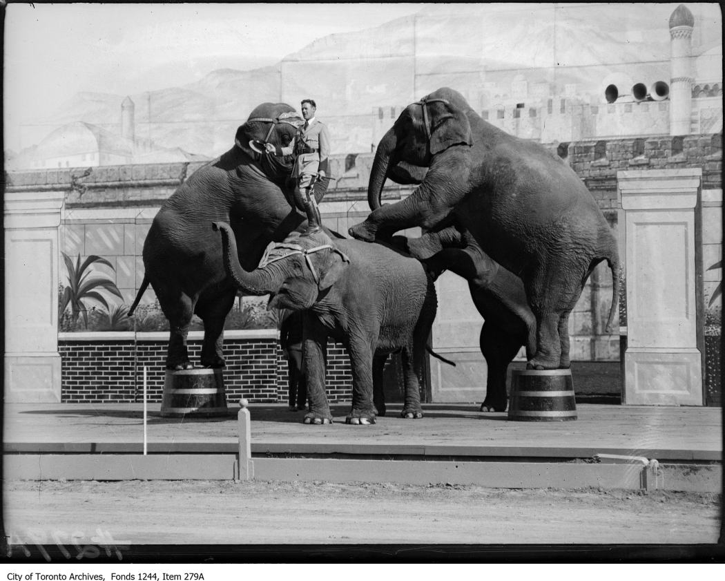 1914 - Performing elephants and trainer