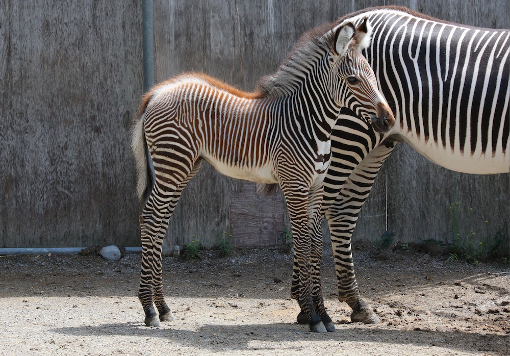 Zoey Zebra Filly 6 months old consigned ENDs 01/22 5pm EST - EWH Trail  Horses