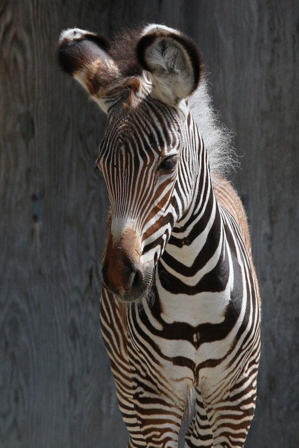 GREVY'S ZEBRA FOAL Credit - C.Thompson, Toronto Zoo