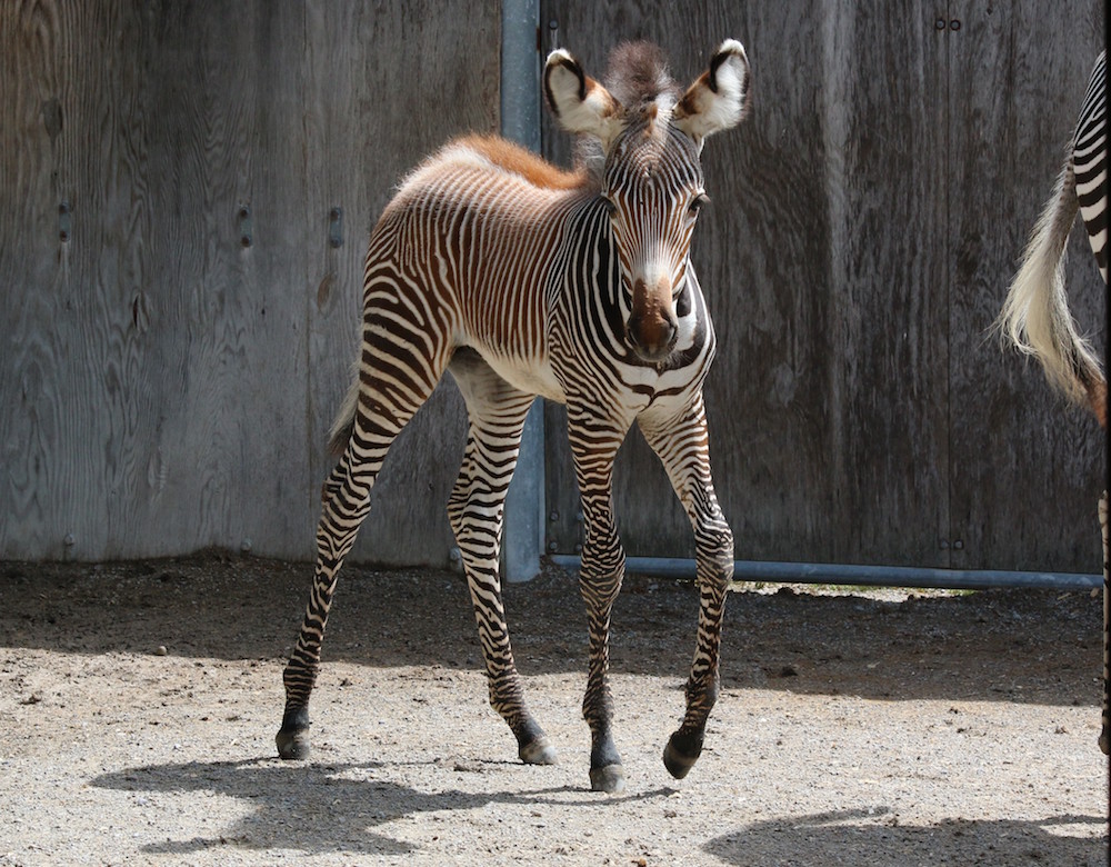 GREVY'S ZEBRA FOAL Credit - C.Thompson, Toronto Zoo