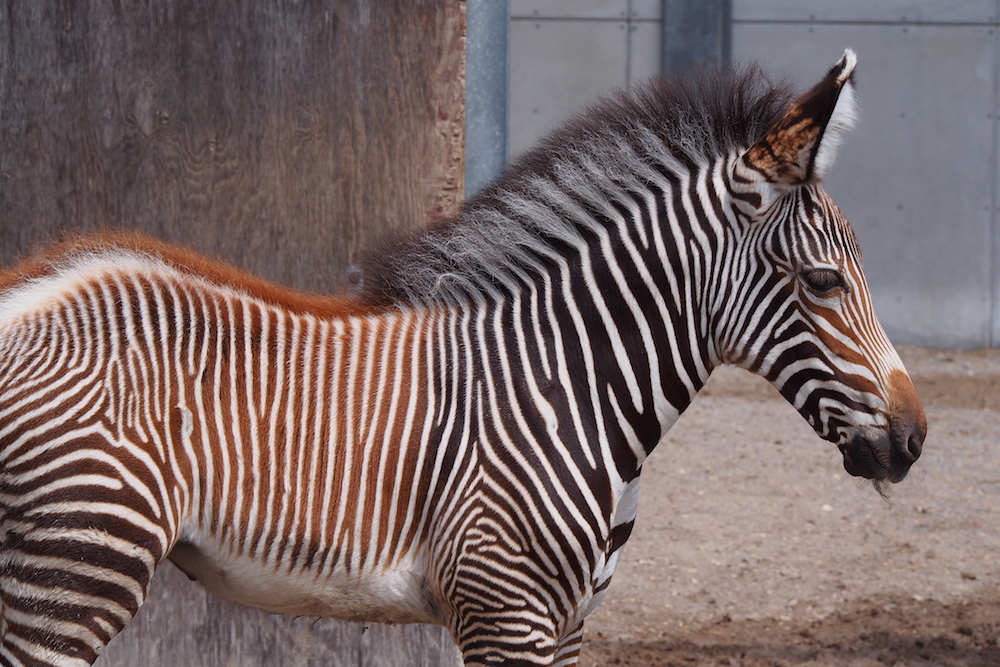 GREVY'S ZEBRA FOAL Credit - K.Haider, Toronto Zoo