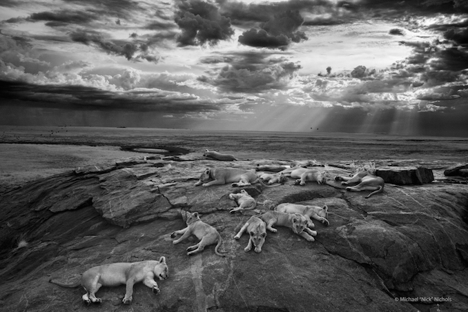 Wildlife Photographer of the Year Exhibition Coming to the ROM