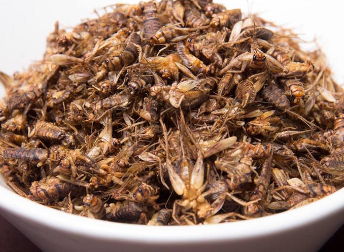 Why Bug Food has Become More than a Food Trend