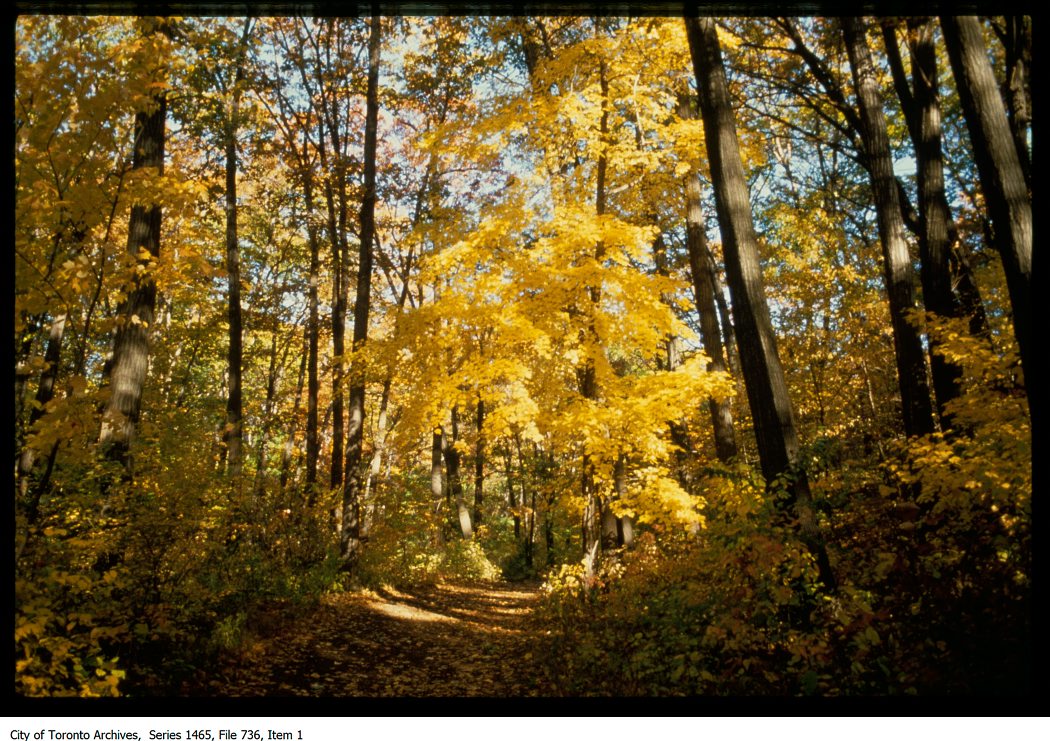 1972-81 - Park path in autumn - Vintage Autumn Photographs