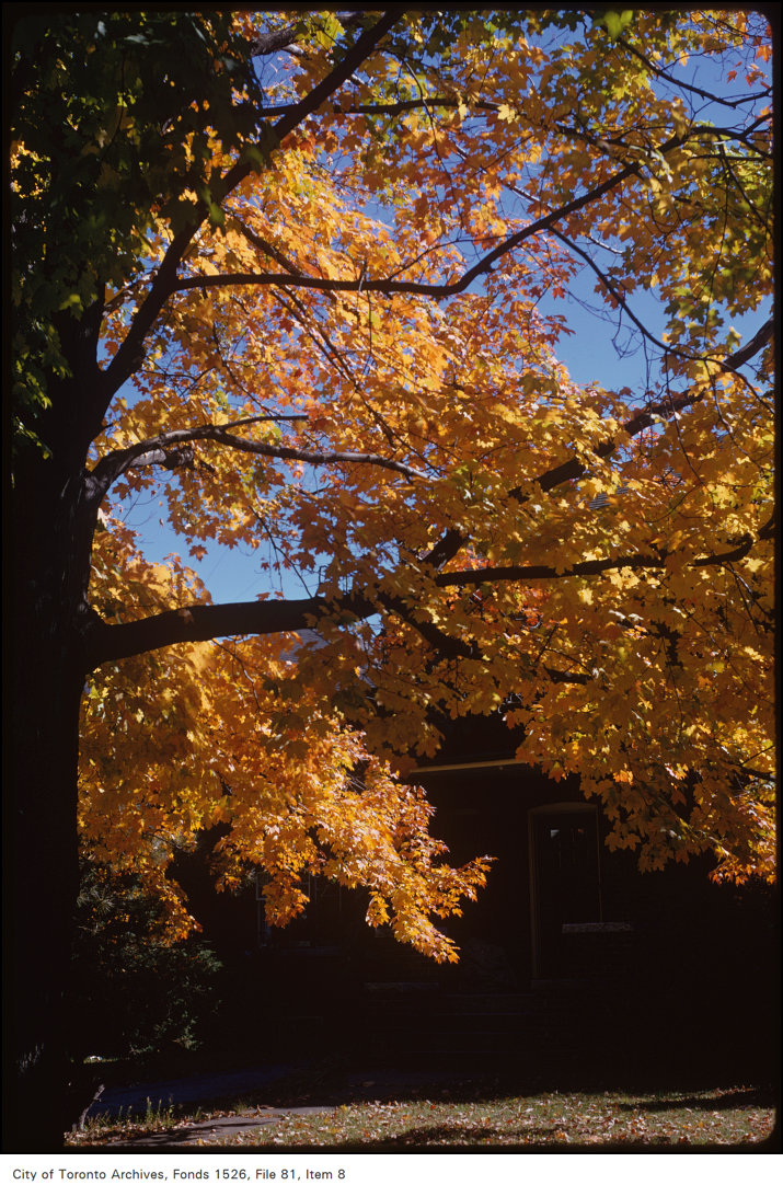 1973 - View of fall trees on Chaplin Crescent