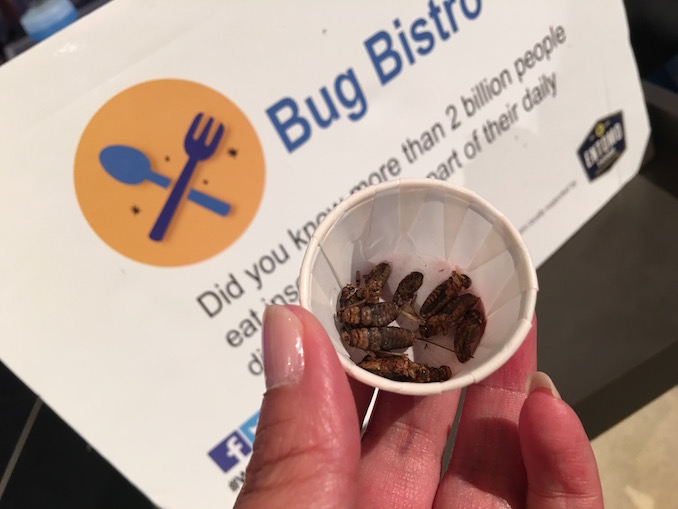 bug food