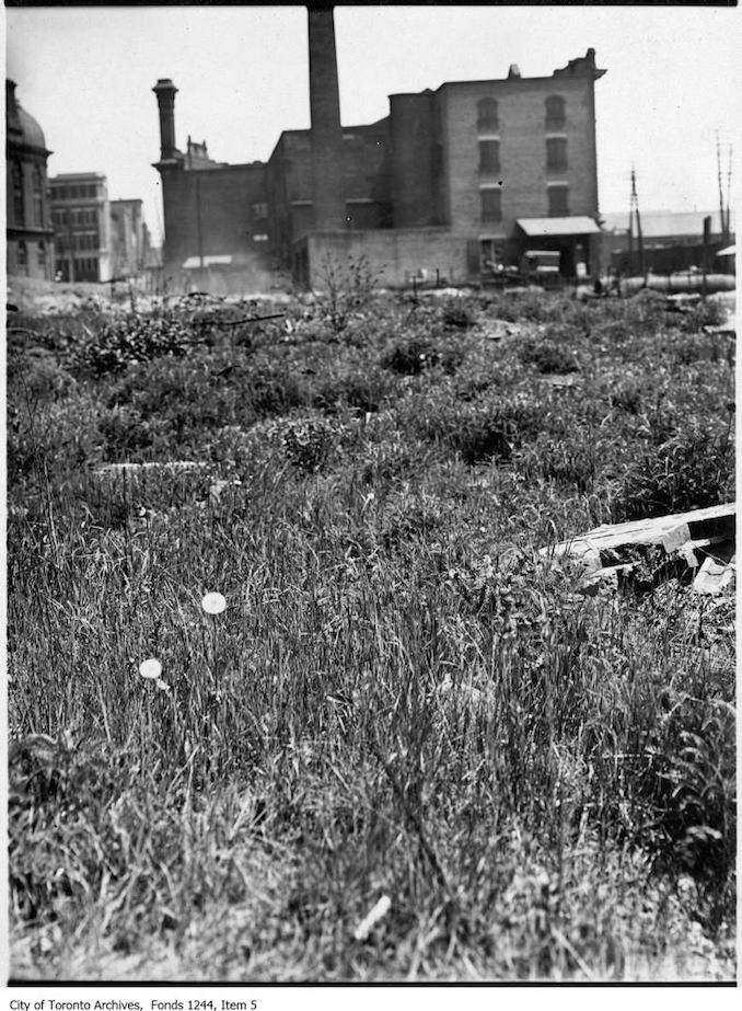 1907 - Toronto fire ruins grown over with weeds.