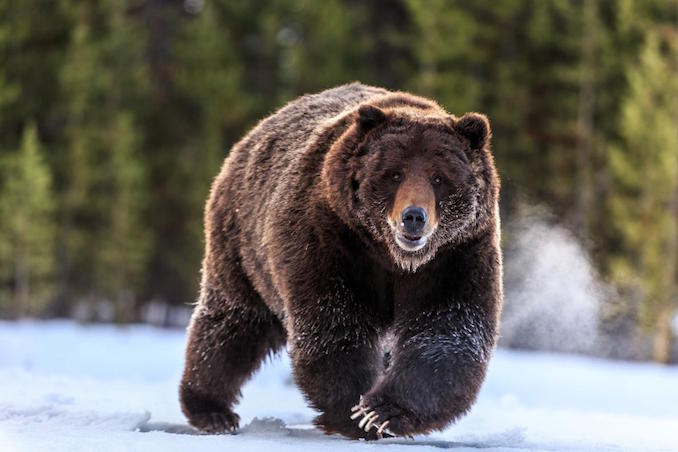 A grizzly bear travels along the Yellowstone River in Yellowstone National Park. PHOTOGRAPH BY RONAN DONOVAN, NATIONAL GEOGRAPHIC