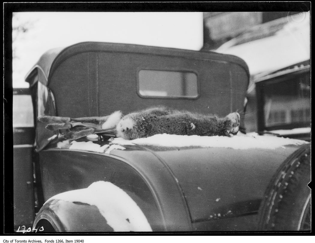 1930 - January 18 - Clarkson rabbit hunt, rabbit on back of car