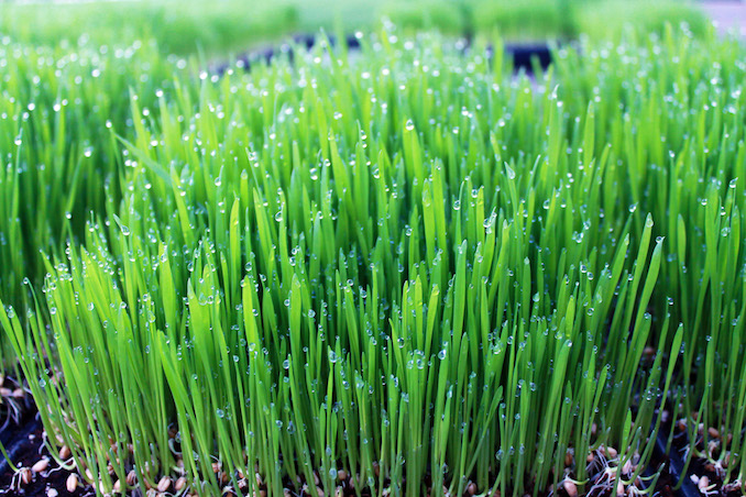 Greenbelt Microgreens Wheatgrass