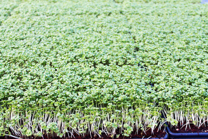 Greenbelt microgreens sunflower sprouts