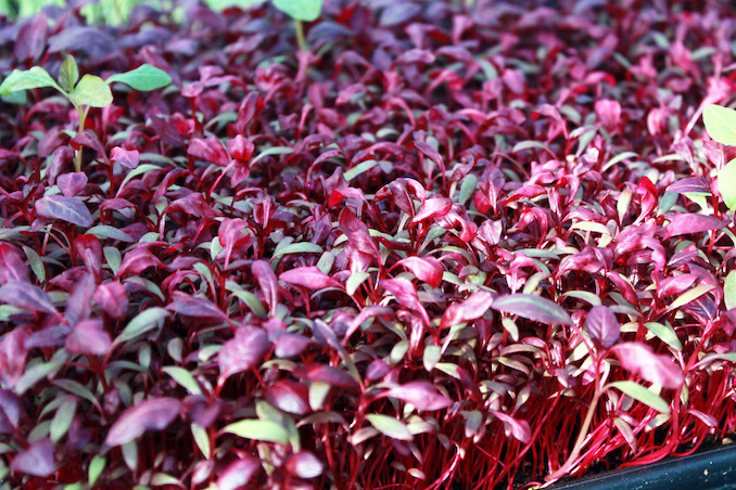 Greenbelt microgreens