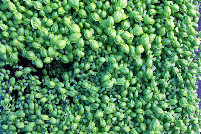 Greenbelt microgreens basil 2