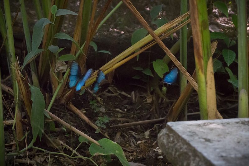 Blue Morpho Butterflie in Montezuma, Costa Rica