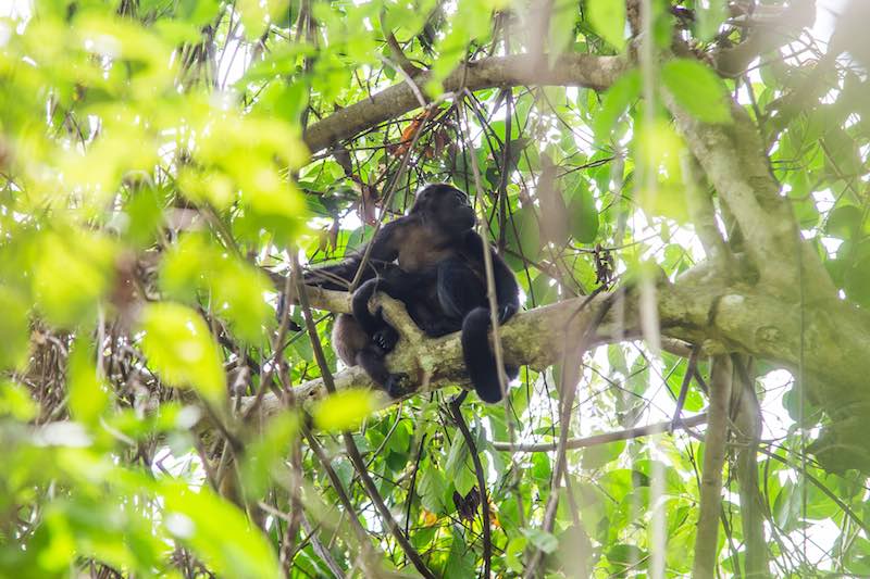Monkey at Manuel Antonio National Park, Costa Rica
