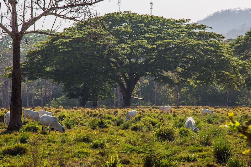 Costa Rica Cows