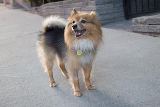 Muffles the dog, toronto humane society