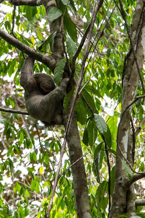 Sloth at Manuel Antonio National Park