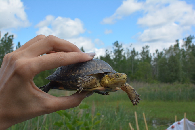 Blanding's Turtles