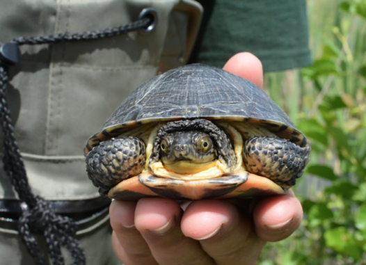 Blanding's Turtles released in Rouge National Urban Park