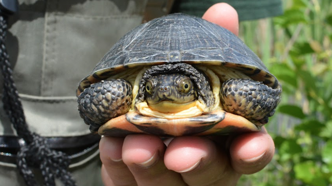 Blanding's Turtles released in Rouge National Urban Park