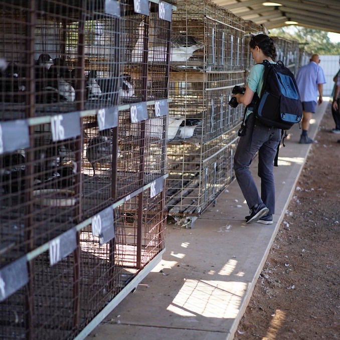 Jo - Adelaide Poultry Sales - Credit: Suffering Souls