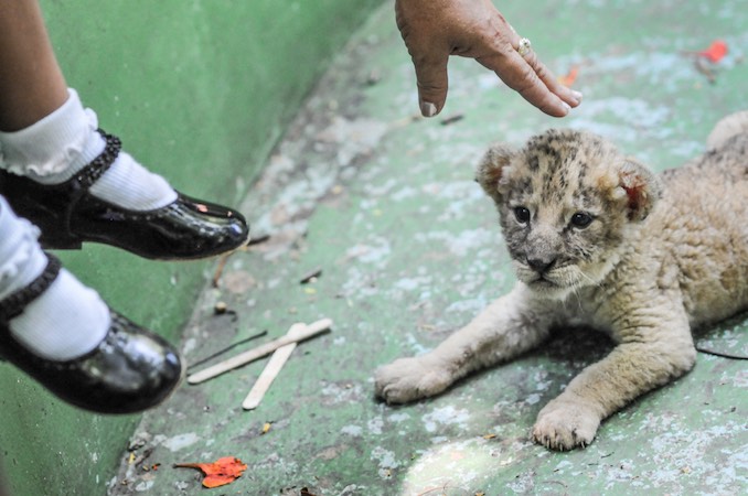 Lion cub, Cuba 2008: Credit: Jo-Anne McArthur