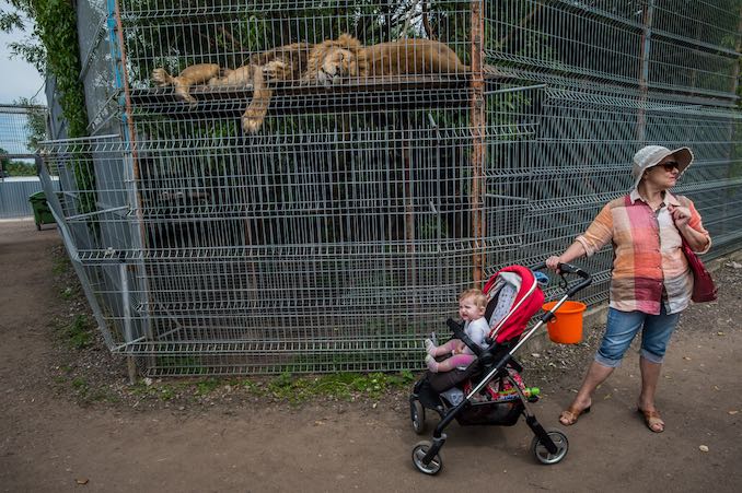 Lions, Lithuania 2016: Credit: Jo-Anne McArthur - Born Free Foundation