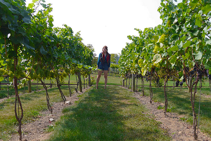 Pelee Island Winery