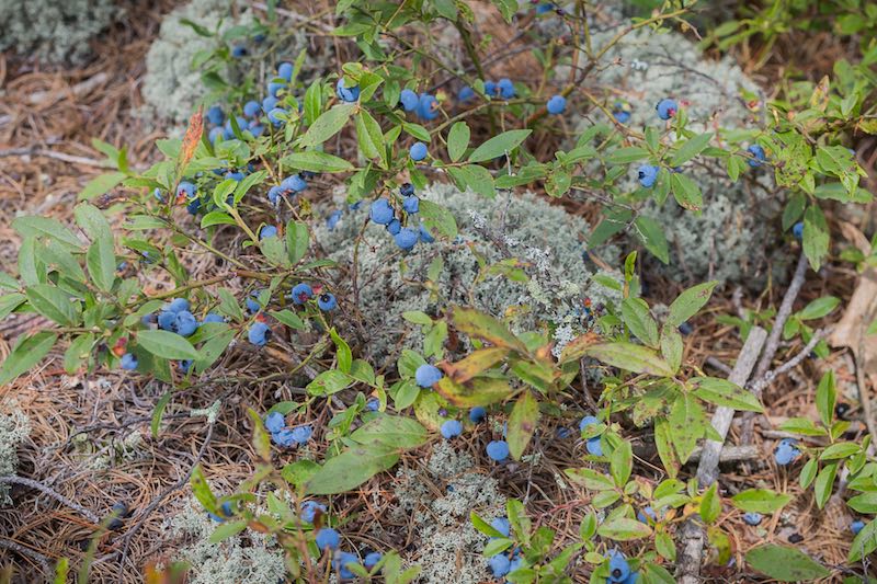 French River Blueberries