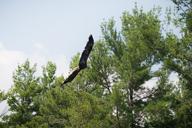 French River Bald Eagle