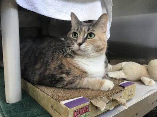 Bailey the cat is looking for a new home in the Toronto area