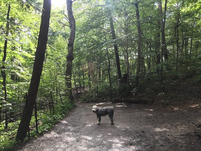 Walking my sheep dog Murphy in the park near my house.