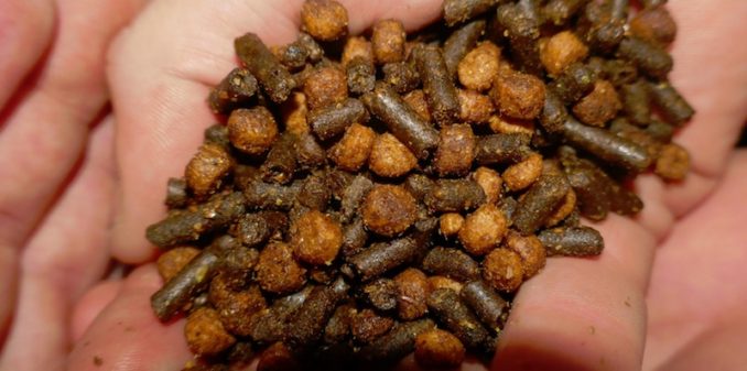 Molasses covered high moisture corn and horse pellets 