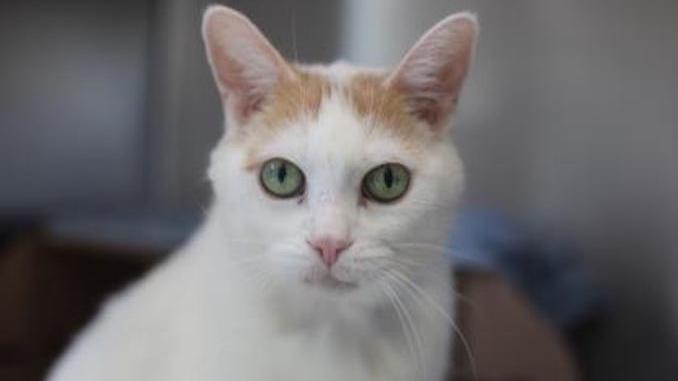 Help Smudge the cat find a new family in the Toronto area