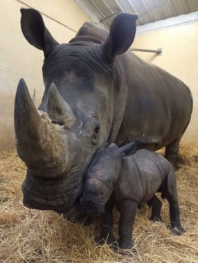 This baby rhino is the Toronto Zoo's first birth of 2018