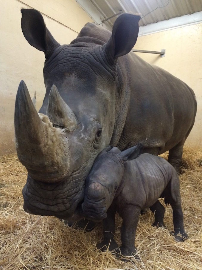 gestation period of one horned rhino