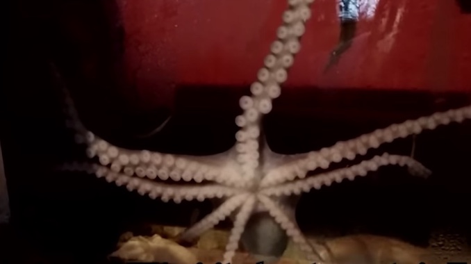 Octopus toronto