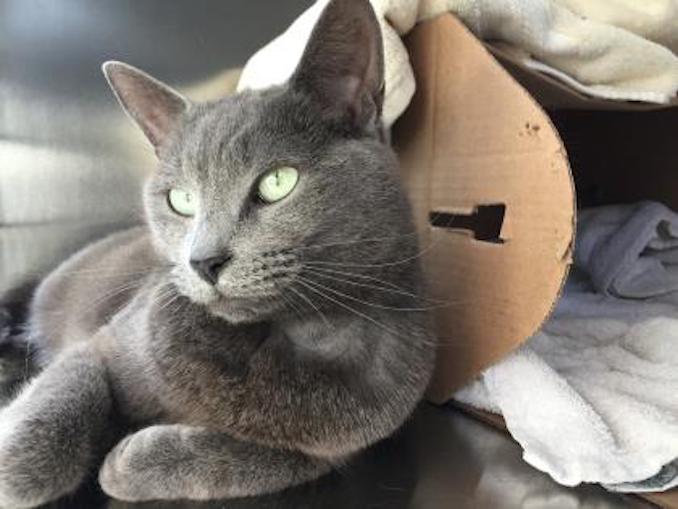 Waddle Dee the cat at toronto humane society in toronto