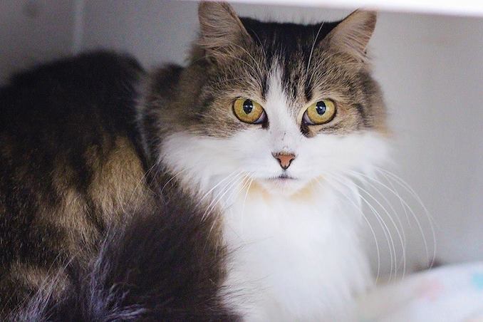 Dixie the cat needs to find a new family in the Toronto area