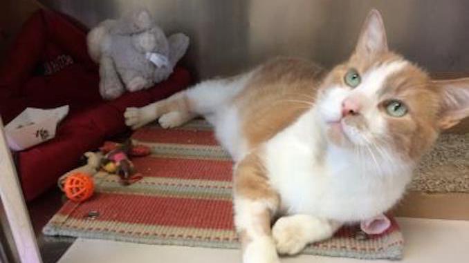 Link the cat is looking for a new place to live in the Toronto area